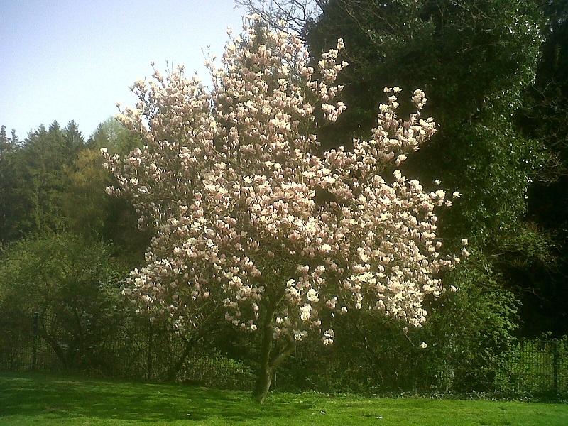 Frühling am Welzerberg